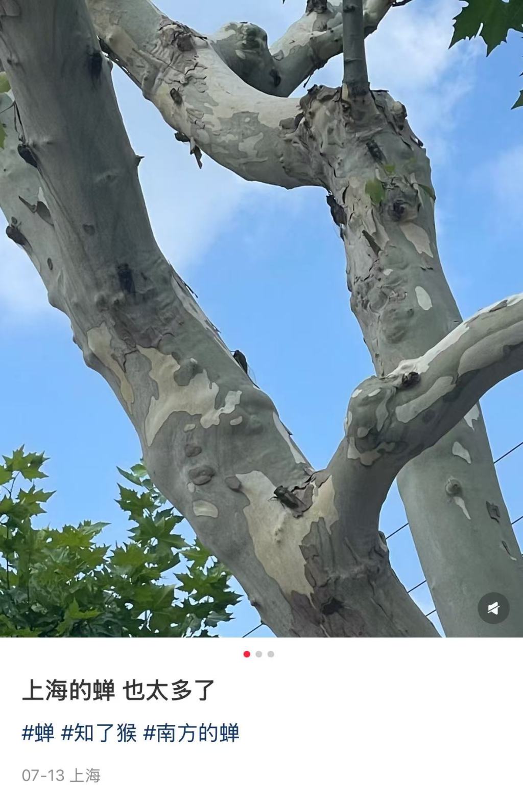为何会“蝉尿如雨”？动物学者：滴液主要成分是水，不必担心插图