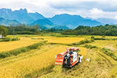 全国秋粮收获过两成