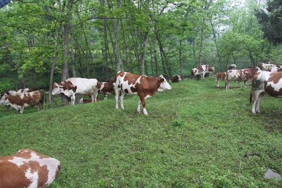 一头“花牛”兴万家：达州蜀宣花牛产业背后的坚守与奋进