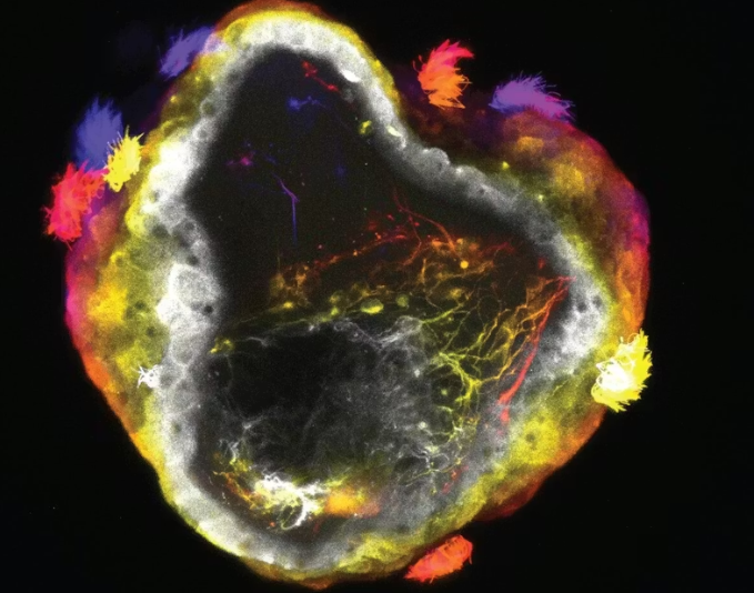 “青蛙机器人”诞生，助力未来医疗？