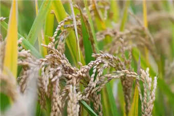 秋收“科技范儿”为粮食安全注入新动能
