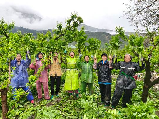 茂县凤仪镇早春莴笋喜获丰收