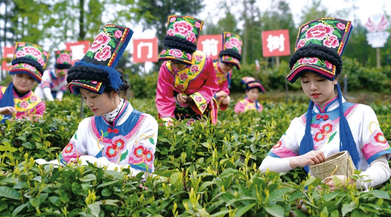 四川北川十万亩“苔子茶+”成为羌族群众富民“叶”