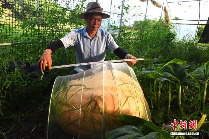 7月24日，工作人员测量巨型南瓜。近日，浙江宁波宁海一家农场培育出多个航天育种品种的巨型南瓜，最重达到300斤左右。管水红 摄