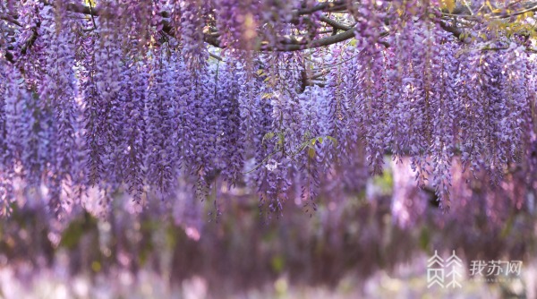 紫藤花开如瀑美