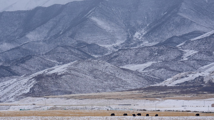 青海祁连： 春雪润高原