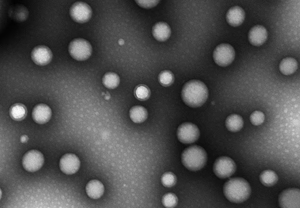新研究：纳米粒子“逆转”小鼠阿尔茨海默病