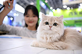 陕西西安：宠物经济持续火热