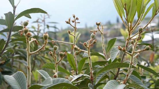 雅安石棉5万亩枇杷忙着“穿新衣” 果农说：套袋后可实现品质单价“双提升”