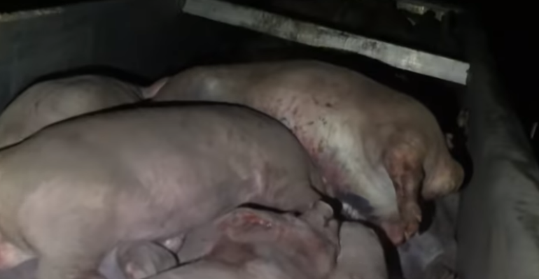 牛世界精猪　 慎点！美国养猪场杀死数千头猪，现场惨不忍睹