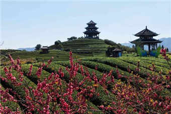 广西三江：春到茶乡采茶忙