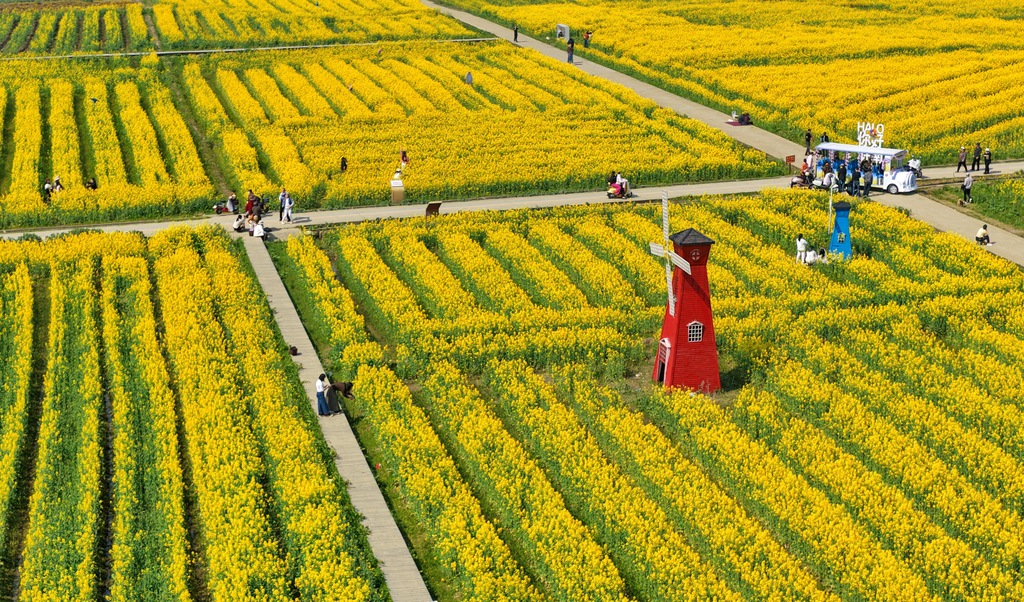 江西南昌：游客漫步于金色花海间