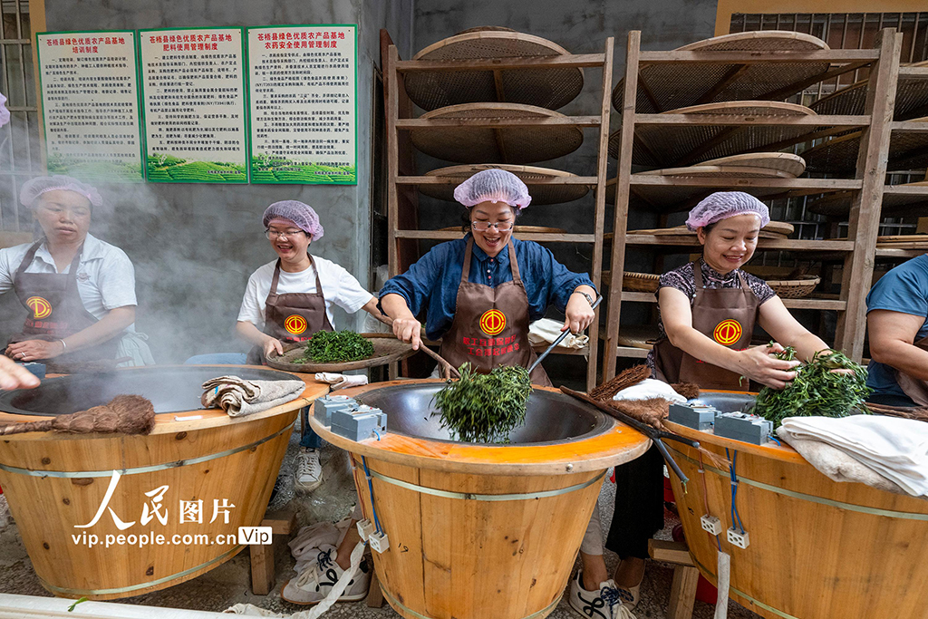 广西苍梧：制茶技能培训促就业插图2