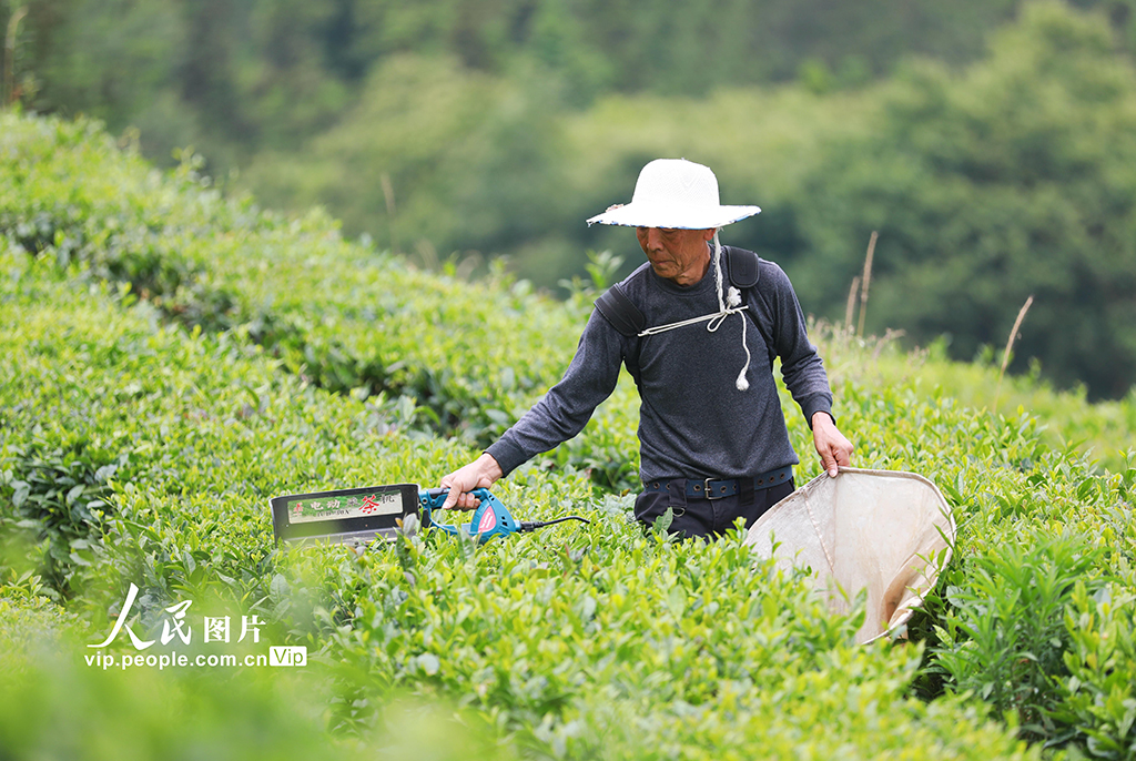 湖北巴东:茶农夏日采茶忙