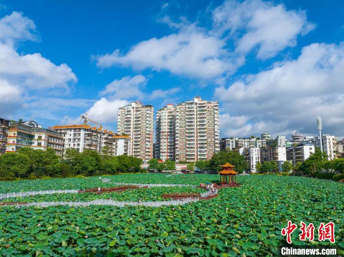 广西梧州：盛夏荷香引客来插图6