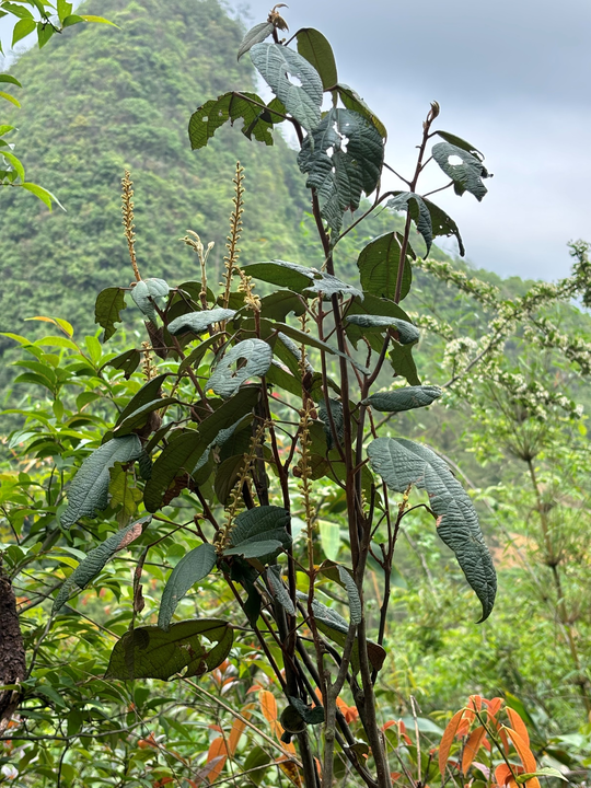 ✅体育直播🏆世界杯直播🏀NBA直播⚽贵州发现新物种！