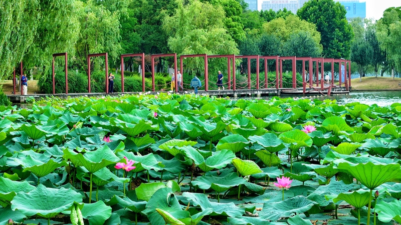 安徽合肥：夏日荷韵景美如画