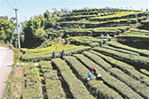 乡村文旅“电”力足