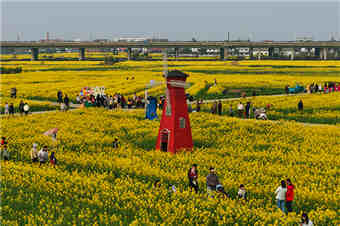 江西南昌：油菜花开春色美