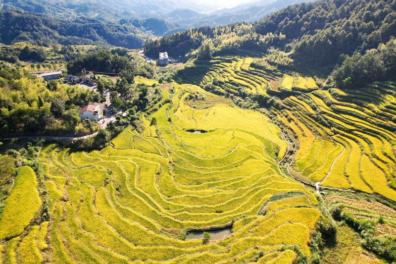 湖北蕲春：千层梯田水稻“丰”景如画