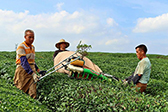 江西赣江新区：机采夏茶忙