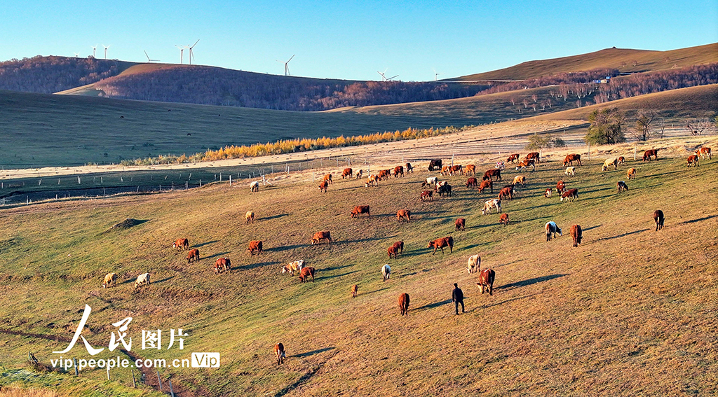 ✅体育直播🏆世界杯直播🏀NBA直播⚽河北丰宁：坝上草原秋晨景如画