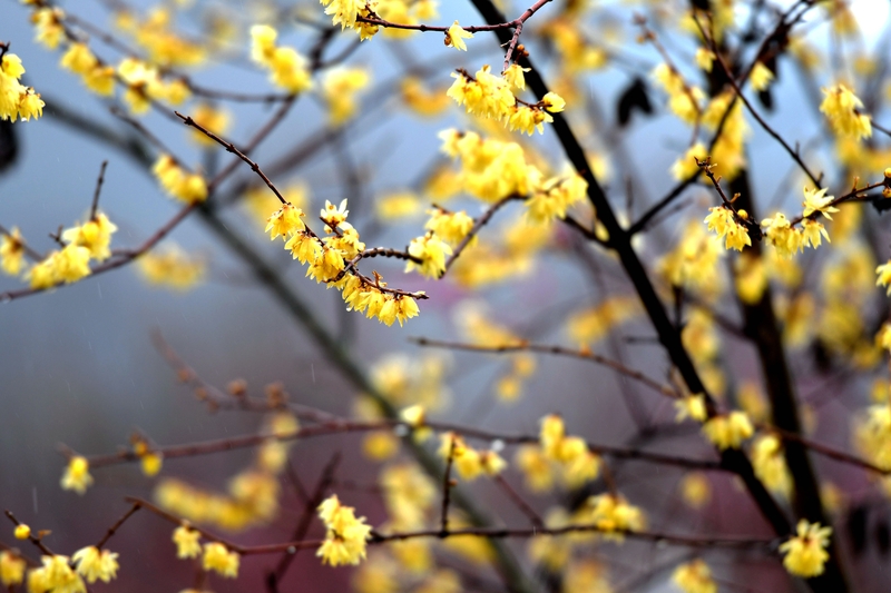 山东青岛：春雨润大地 梅花雨中娇