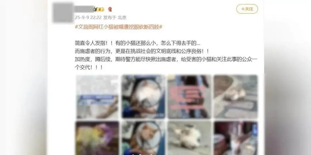 “多只小猫被挖眼砍断四肢”是AI软件生成文章,发布人被行政处罚-图片1