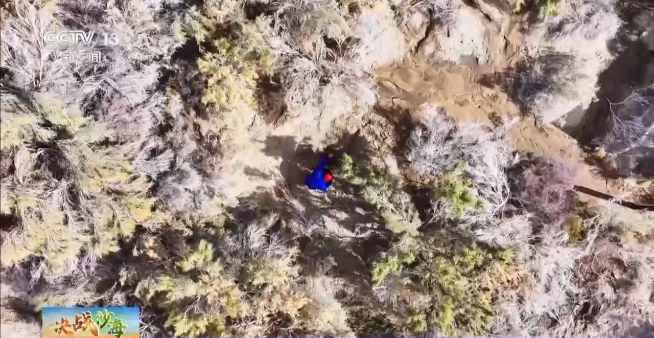 ✅体育直播🏆世界杯直播🏀NBA直播⚽生态防护林守护了大漠公路 谁守护了这片绿？