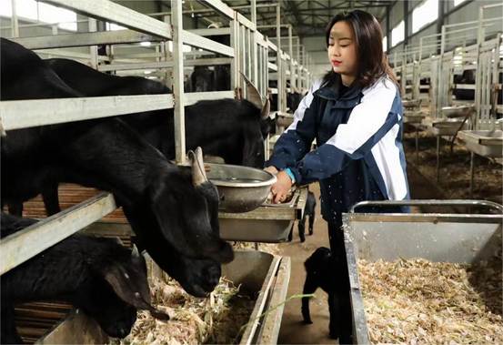 从都市白领到“羊妈妈”：泸州90后何沅的“数字养羊”致富经