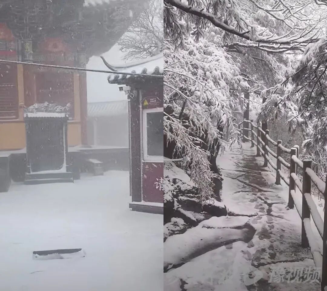 洛阳一景区突降春雪，“从早上6时左右开始飘落，持续数小时，树枝都被雪压弯了”；景区回应：确实正在下雪