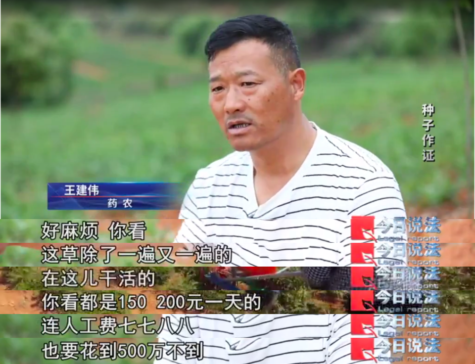 播下白术种子，却长出满地杂草？药田怪象频发，经济损失近1800万元……插图