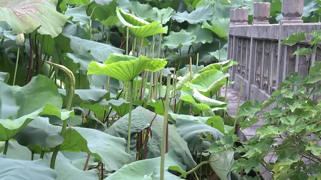 有市民表示不光有人摘荷花还有人采摘荷叶带走虽然大家爱莲心切但也总