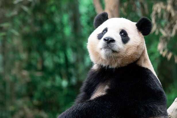 难忘大熊猫！韩国为“福宝”拍电影，预计今年9月至10月上映
