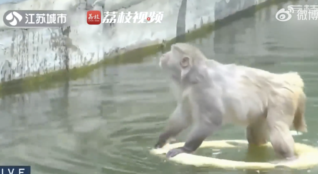 南京动物园一网红猴遭霸凌！几年了还没服软？园方无奈回应插图5