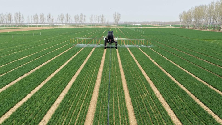 春风拂沃野 小麦春管忙