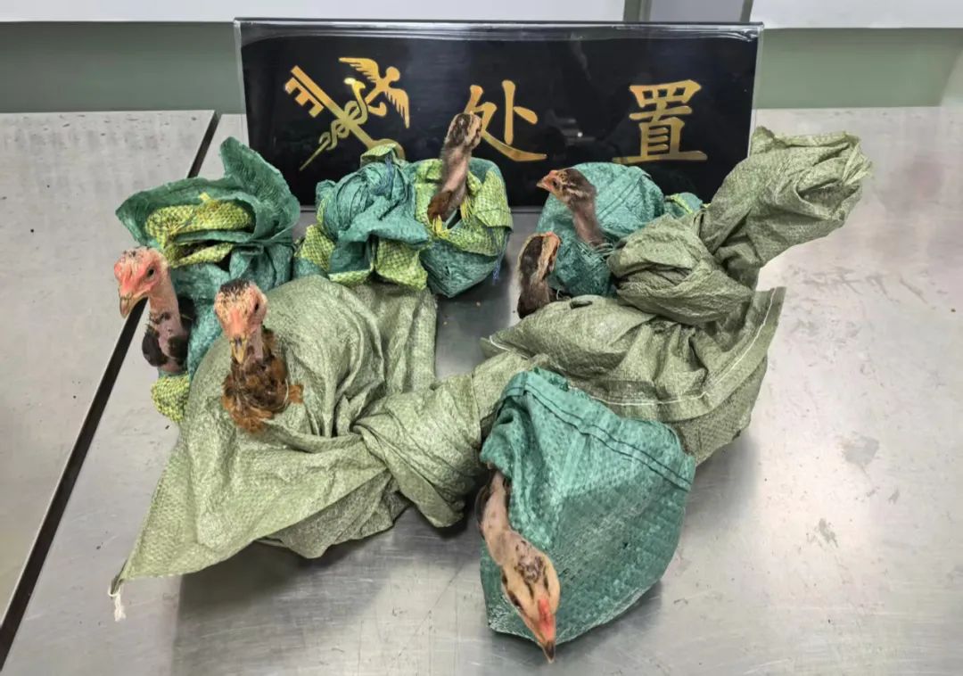 入境小汽车后座下方藏6只斗鸡被查获！海关公布视频插图
