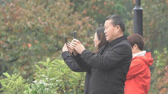 广元昭化：烟雨柿红 古柿公园迎来最美时节