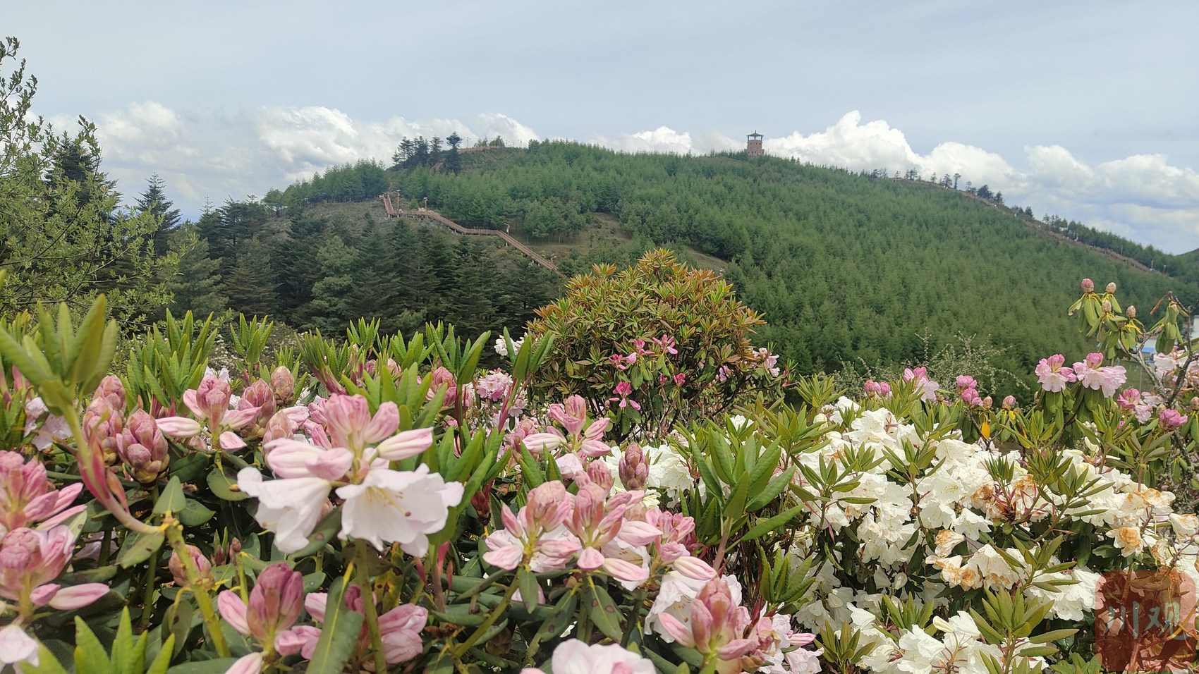 金阳第九届索玛花文化旅游节开幕,十万亩索玛花海助力文旅强县