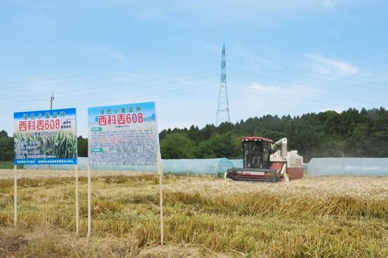 西南科技大学“西科麦608”小麦新品种通过实收测产