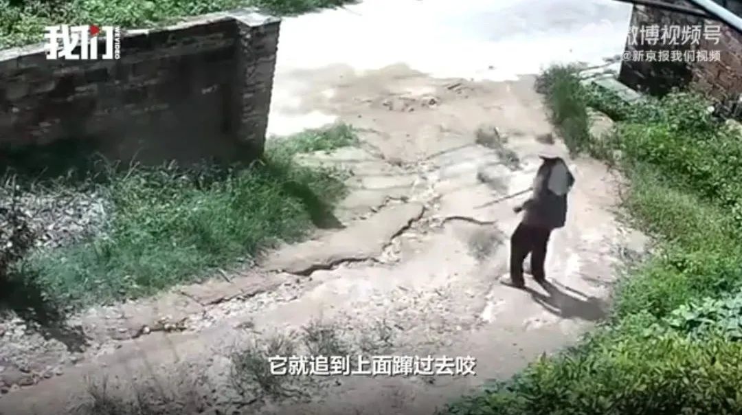 太惊险！广东一85岁老人被蛇追咬，用手杖将其击退！家属：疑似眼镜蛇插图