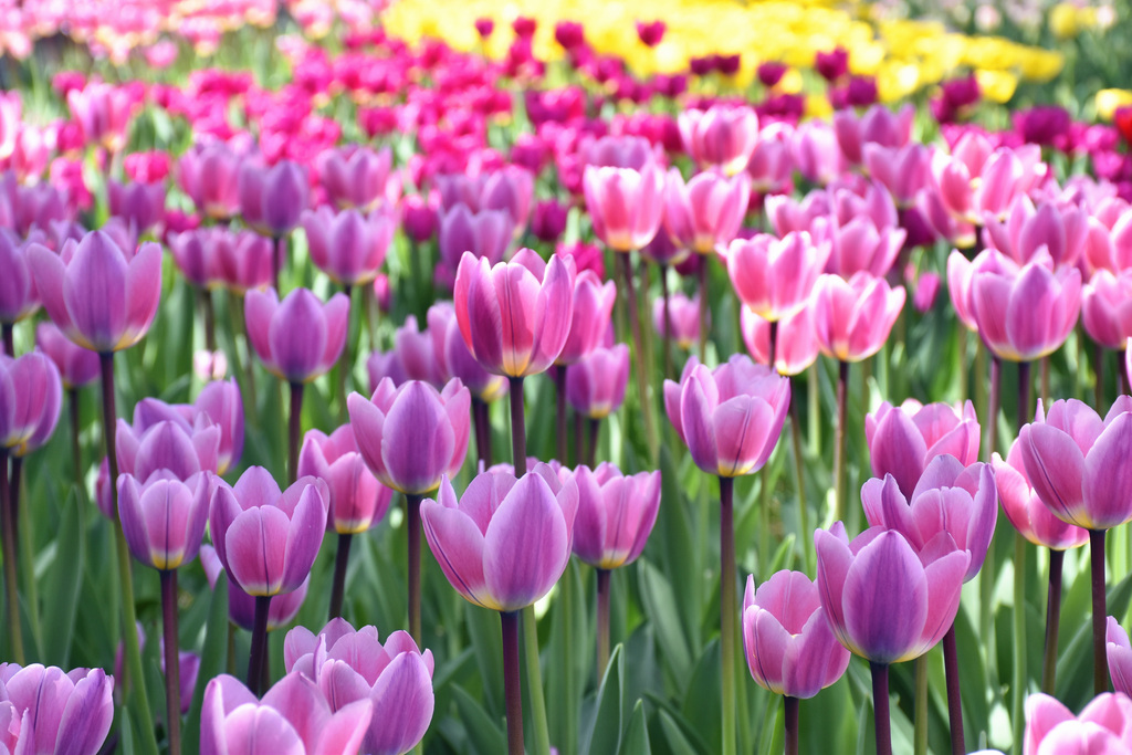 北京中山公园郁金香花海迎盛花期