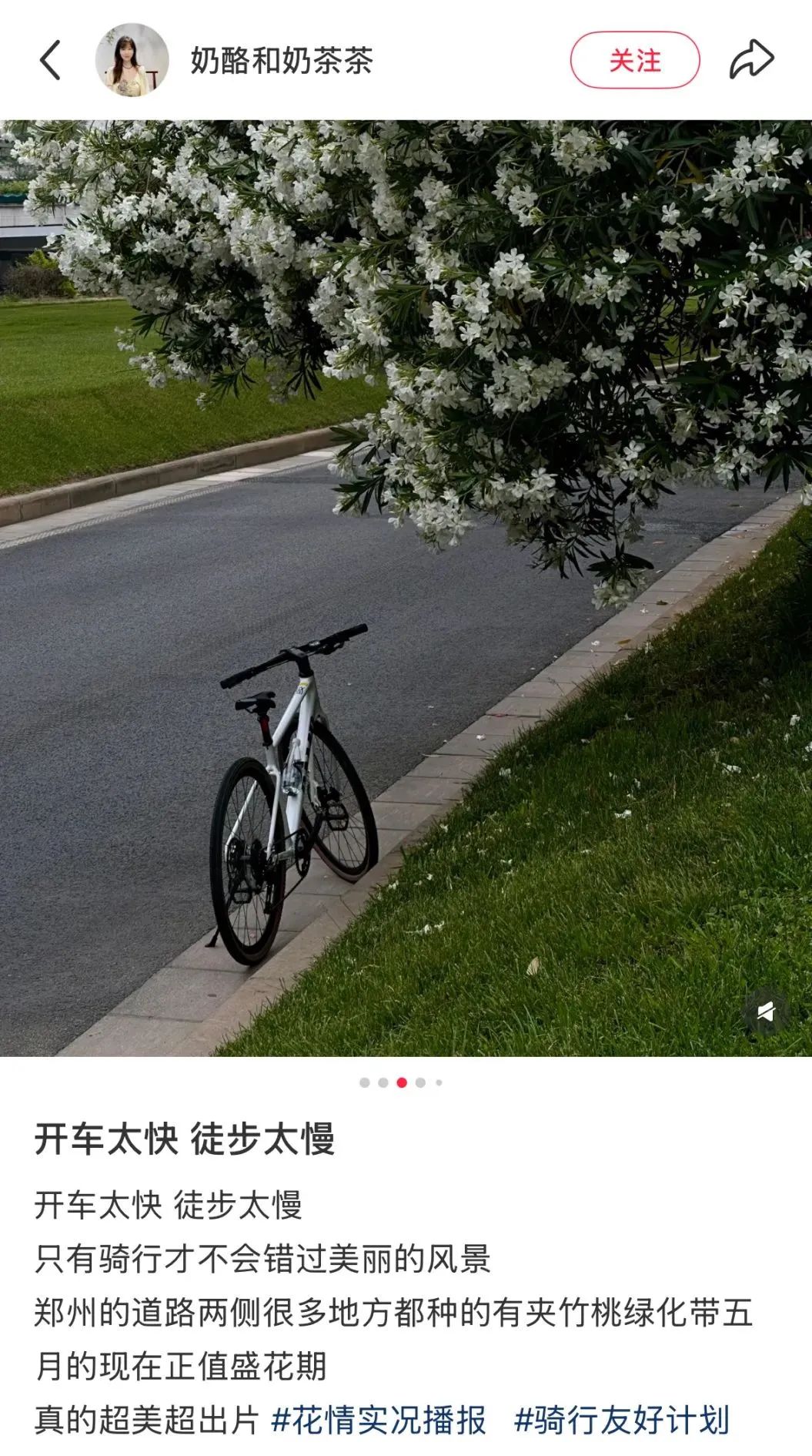 街头夹竹桃开得正美！千万别碰，有毒插图