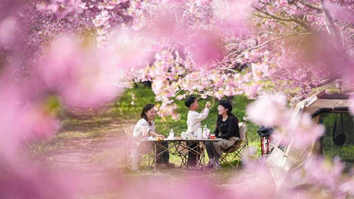 踏青赏花春意浓