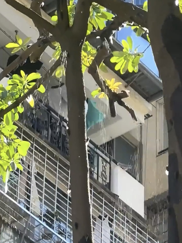为何会“蝉尿如雨”？动物学者：滴液主要成分是水，不必担心插图1