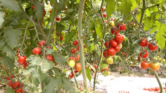 亩产值超3万元！四川彭山：“绿色番茄”这样成为乡村振兴“强引擎”