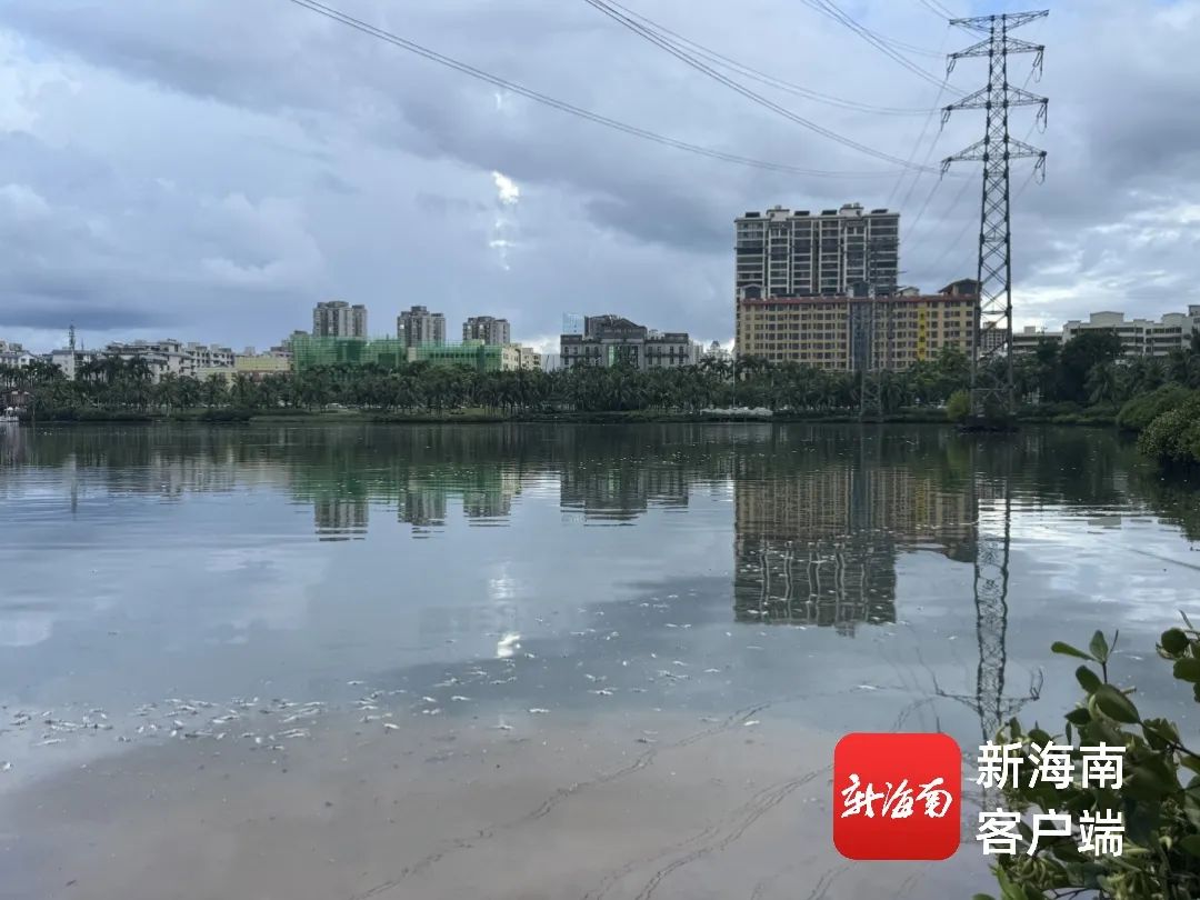 海口红城湖突现大量死鱼！水务部门回应插图