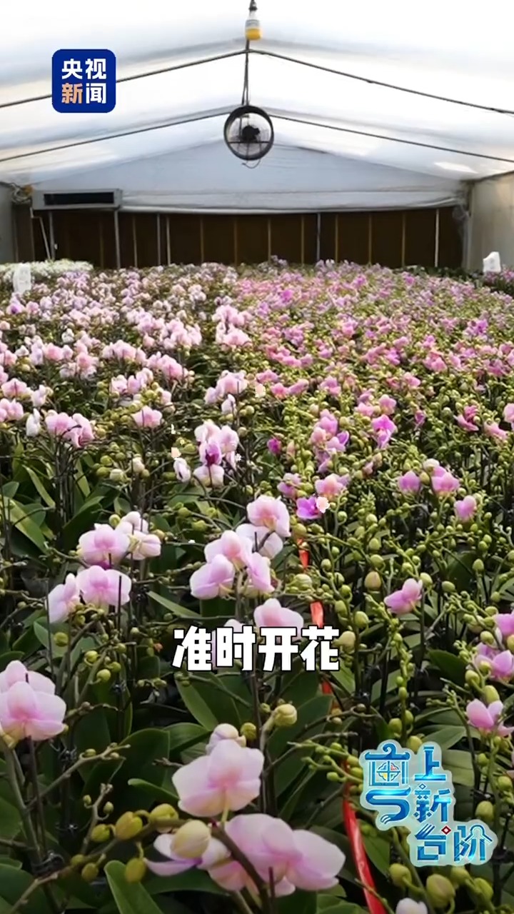 “粤”上新台阶丨老广的春节限定仪式感 为何成为外国人的心头好？