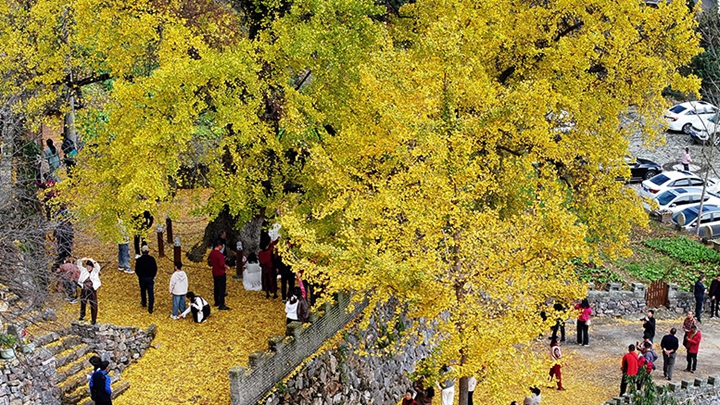 湖北谷城：千年银杏披“金装”