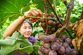 内蒙古通辽：甜蜜的收获